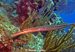 Trumpetfish seen in Grand Cayman August 2010.  Photo take... by Bonnie Conley 